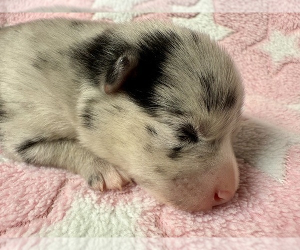 Medium Photo #3 Pomsky-Shiba Inu Mix Puppy For Sale in NASHUA, NH, USA