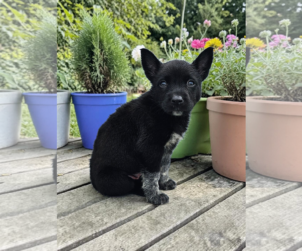 Medium Photo #2 Mutt Puppy For Sale in McKinney, TX, USA