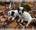 Small #1 Australian Cattle Dog