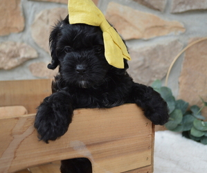 Shih-Poo Puppy for sale in HONEY BROOK, PA, USA