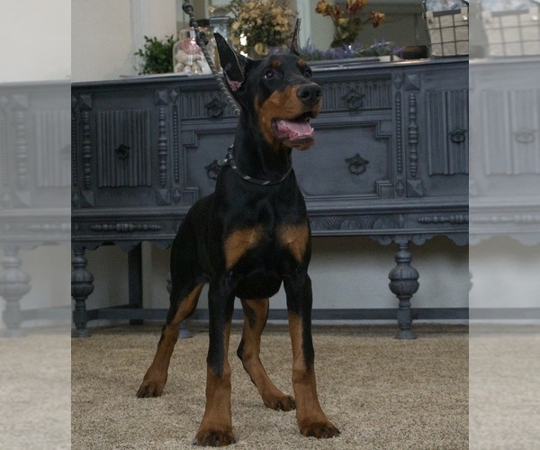 Medium Photo #1 Doberman Pinscher Puppy For Sale in WARSAW, IN, USA