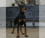Puppy AKC EurMercedes Doberman Pinscher