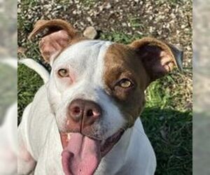 American Pit Bull Terrier Dogs for adoption in Corning, AR, USA