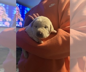 Labrador Retriever Puppy for sale in MITCHELLVILLE, IA, USA
