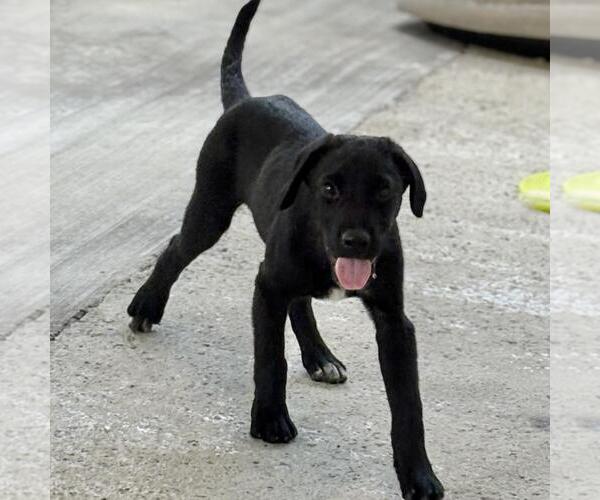 Medium Photo #3 Labrador Retriever-Unknown Mix Puppy For Sale in Yardley, PA, USA