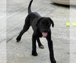 Small #2 Labrador Retriever Mix