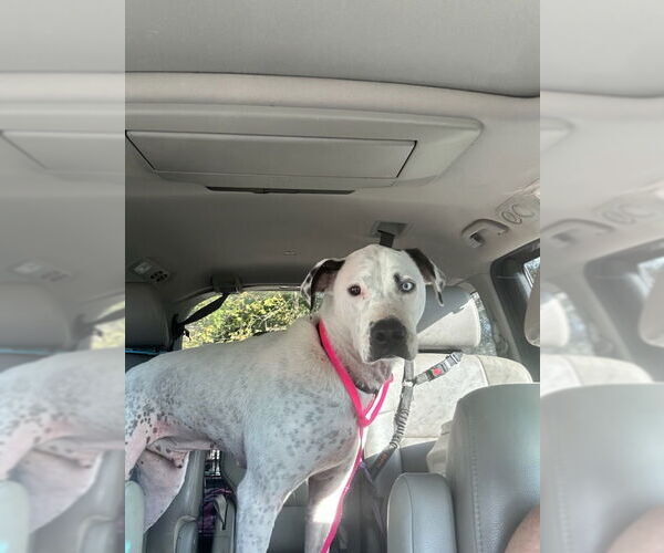 Medium Photo #4 Mutt Puppy For Sale in White Bluff, TN, USA