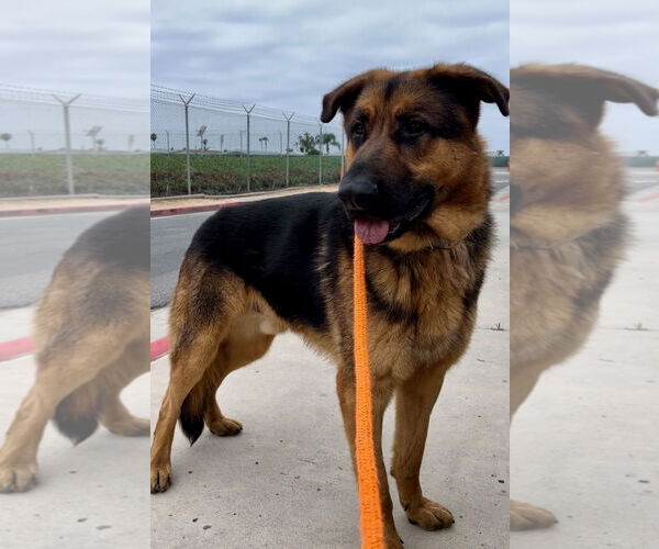 Medium Photo #2 German Shepherd Dog-Unknown Mix Puppy For Sale in Huntington Beach, CA, USA