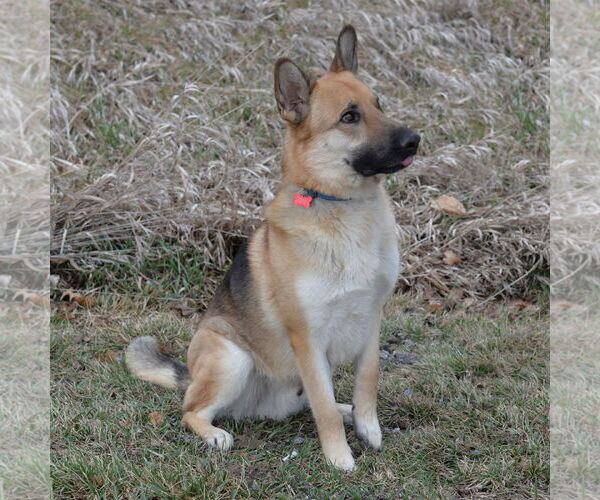 Medium Photo #9 German Shepherd Dog Puppy For Sale in Gretna, NE, USA