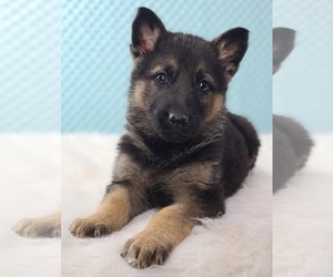 German Shepherd Dog Puppy for sale in WARREN, MA, USA