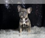 Small Photo #33 French Bulldog Puppy For Sale in WARSAW, IN, USA