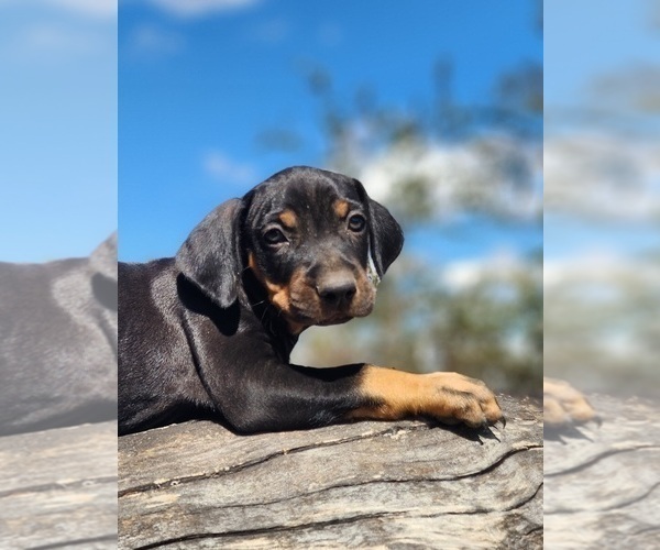Medium Photo #1 Catahoula Leopard Dog Puppy For Sale in CUMBY, TX, USA