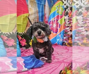 Shih Tzu-Unknown Mix Dogs for adoption in New York, NY, USA