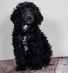 Puppy 2 Poodle (Toy)