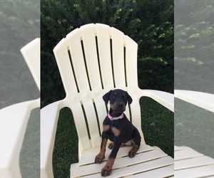 Doberman Pinscher Puppy for sale in BRICKERVILLE, PA, USA