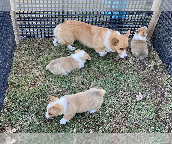 Medium Photo #1 Pembroke Welsh Corgi Puppy For Sale in NATHALIE, VA, USA