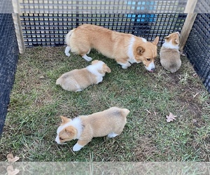 Mother of the Pembroke Welsh Corgi puppies born on 09/06/2025