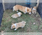 Small Photo #1 Pembroke Welsh Corgi Puppy For Sale in NATHALIE, VA, USA