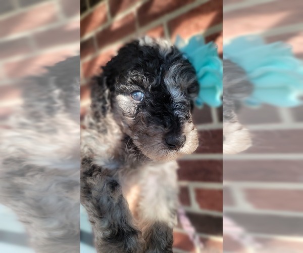 Medium Photo #6 Poodle (Standard) Puppy For Sale in MOORESVILLE, NC, USA