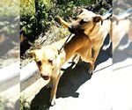 Small Shepradors