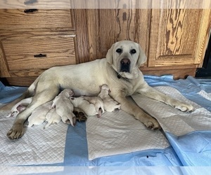 Mother of the Labrador Retriever puppies born on 04/21/2023
