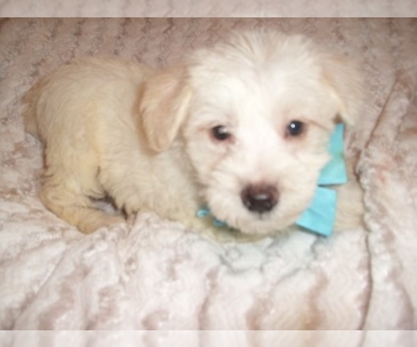 Medium Photo #3 Schnoodle (Miniature) Puppy For Sale in JACKSON, MS, USA