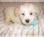 Small Photo #3 Schnoodle (Miniature) Puppy For Sale in JACKSON, MS, USA