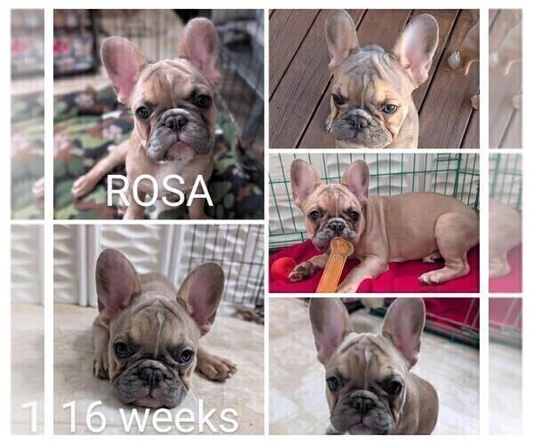 Medium Photo #1 French Bulldog Puppy For Sale in MCKINLEYVILLE, CA, USA