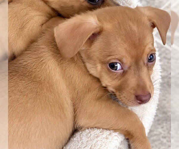 Medium Photo #3 Chihuahua-Unknown Mix Puppy For Sale in Plainfield, IL, USA