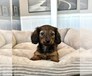 Dachshund Puppy for sale in FRANKLIN, IN, USA