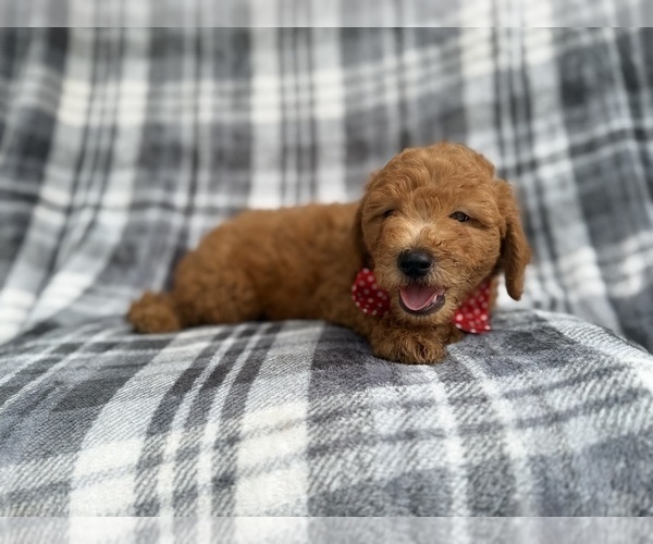 Medium Photo #7 Goldendoodle (Miniature) Puppy For Sale in LAKELAND, FL, USA