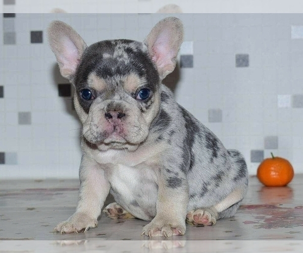 Medium Photo #2 French Bulldog Puppy For Sale in BOSTON, MA, USA