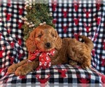 Small #3 Goldendoodle (Miniature)