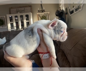 French Bulldog Puppy for sale in LEMOORE, CA, USA