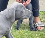 Small Photo #3 Cane Corso Puppy For Sale in LANHAM, MD, USA