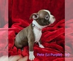 Small #2 Boston Terrier