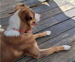 Small #1 Australian Shepherd Mix