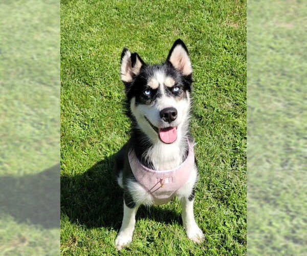 Medium Photo #1 - Mix Puppy For Sale in Rochester, NY, USA