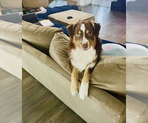 Australian Shepherd Dogs for adoption in Dallas, TX, USA