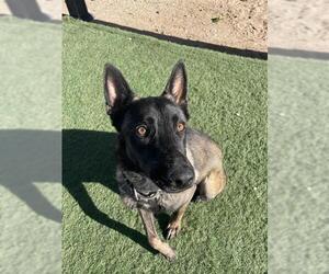 Mutt Dogs for adoption in HESPERIA, CA, USA