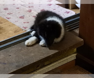 Shetland Sheepdog Puppy for sale in BAINBRIDGE, NY, USA