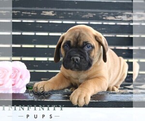 Bullmastiff Puppy for sale in NEW HOLLAND, PA, USA