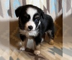 Small #2 Miniature Australian Shepherd