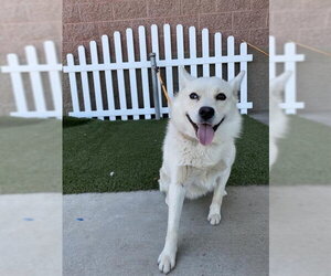 Australian Shepherd-Unknown Mix Dogs for adoption in Modesto, CA, USA