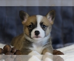 Puppy Sadie Pembroke Welsh Corgi