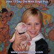 Small Photo #186 Dogo Argentino Puppy For Sale in JANE, MO, USA