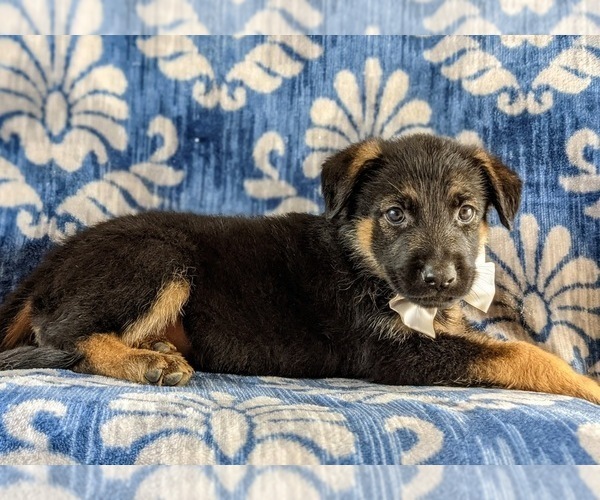 Medium Photo #5 German Shepherd Dog Puppy For Sale in LINCOLN UNIV, PA, USA
