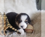 Small #24 Australian Shepherd