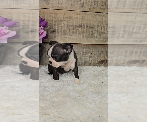 Medium Photo #3 Boston Terrier Puppy For Sale in JASONVILLE, IN, USA
