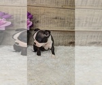 Small #2 Boston Terrier